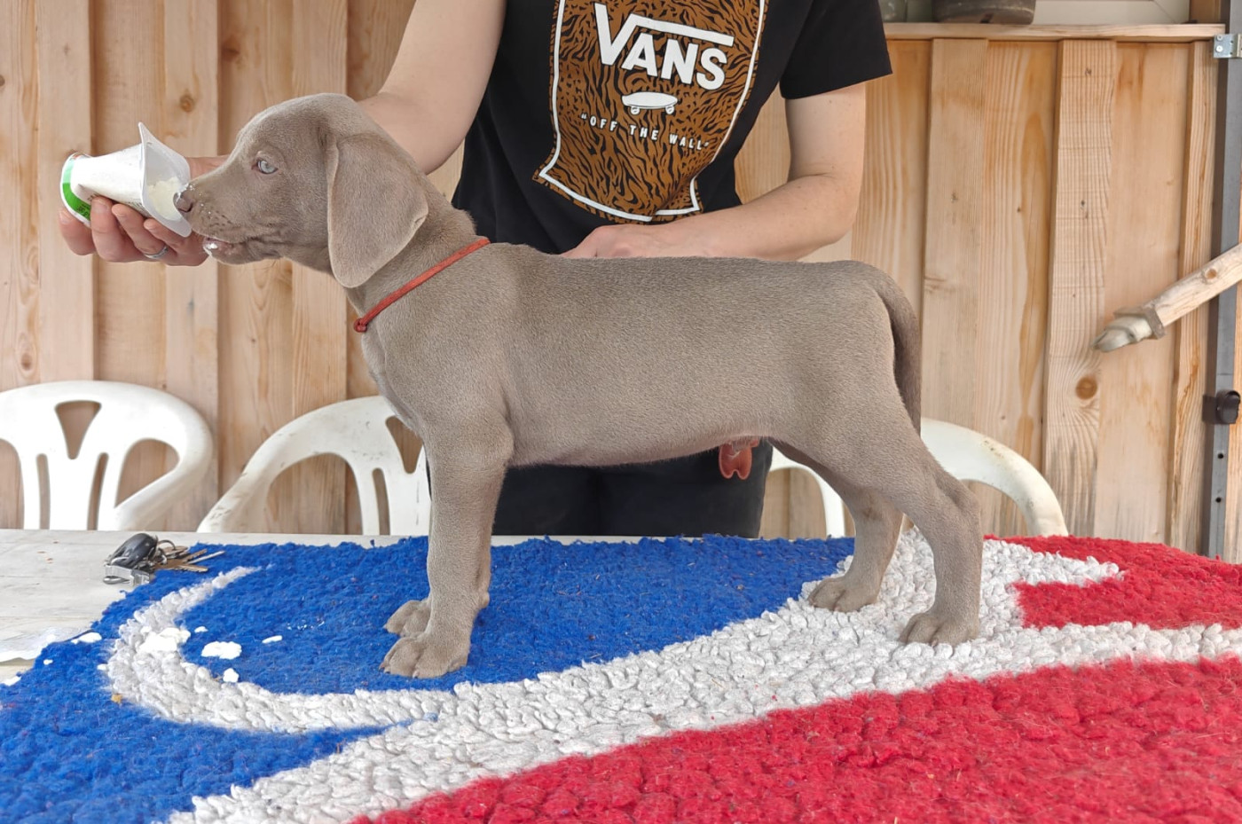 Perle Des Montagnes - Chiots disponibles - Braque de Weimar
