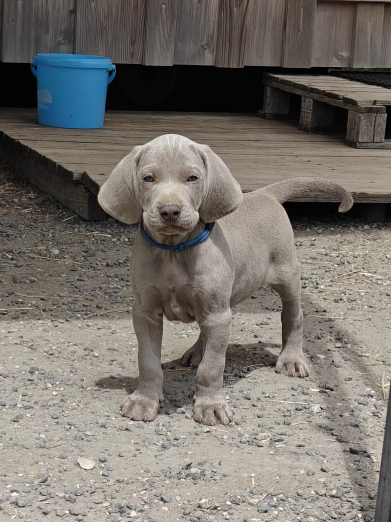 Perle Des Montagnes - Chiots disponibles - Braque de Weimar