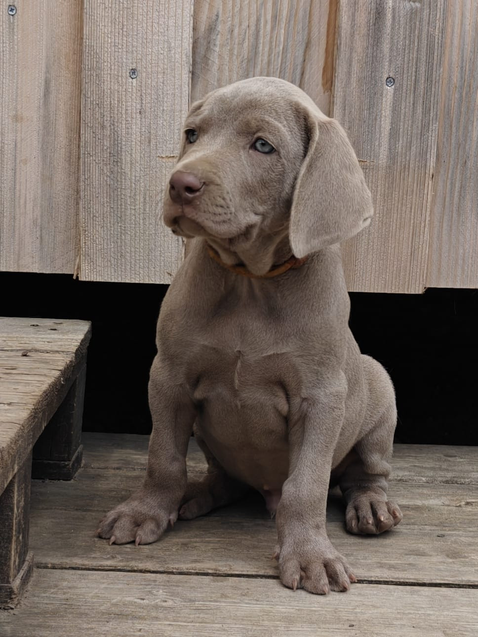Perle Des Montagnes - Chiots disponibles - Braque de Weimar
